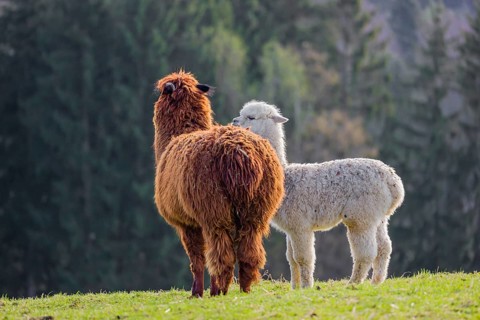 A brown female Alpaca (Vicugna pacos) and its white young stand on a green meadow . A forest is in