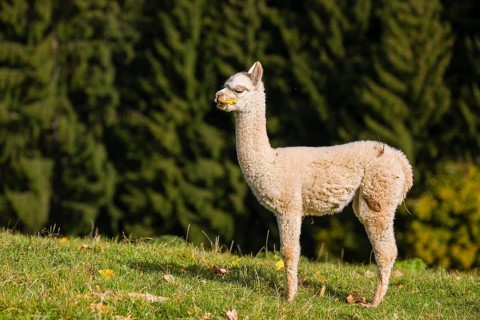 One young white Alpaca (Vicugna pacos) stands on a green meadow . A forest is in the distant
