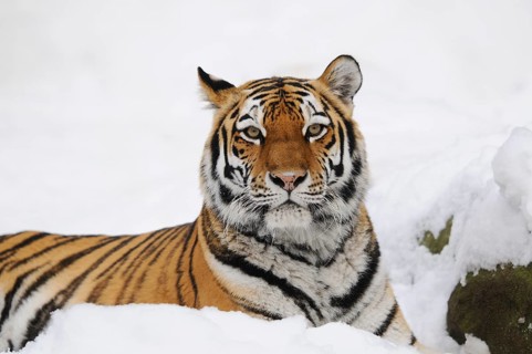 A tiger lies relaxed in the snow and looks at the camera, Siberian tiger (Panthera tigris altaica),