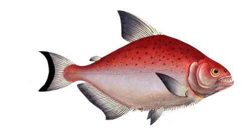 Fish, Fish, Salmon family, Salmo Rhombus, Sawbelly, Salmon species, rhomboidal Salmon family,
