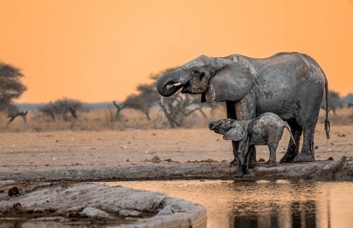 African elephant (Loxodonta africana), mother with young, drinking at a waterhole, at sunset, Nxai