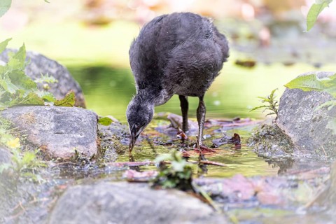 Eurasian Coot chicks (Fulica atra) standing in water, drinking, frontal view, background blurred,