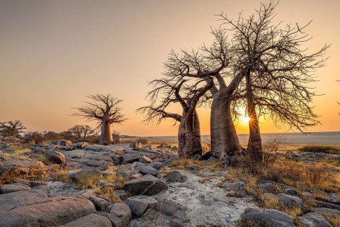 African baobab (Adansonia digitata), several trees at sunrise, sun star, Kubu Island (Lekubu), Sowa