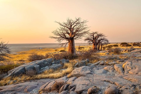 African baobab or baobab tree (Adansonia digitata), several trees at sunrise, Kubu Island (Lekubu),