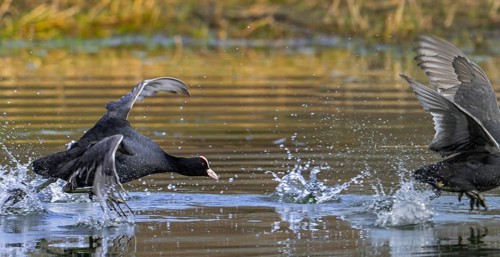 Territorial Eurasian coot, common coot (Fulica atra) chasing competitor away from pond during