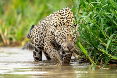 Jaguar (Panthera onca), sneaking up on its prey in the water, North Pantanal, Barão de Melgaço,