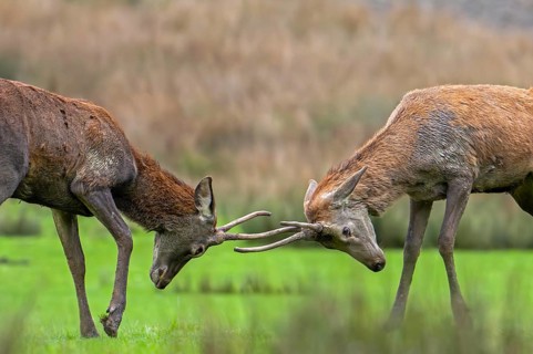 Two red deer (Cervus elaphus) brockets, second year stags with simple, unbranched antlers fighting