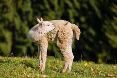 One young white Alpaca (Vicugna pacos) stands on a green meadow . A forest is in the distant