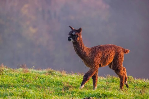 A young brown Alpaca (Vicugna pacos) runs on a green meadow