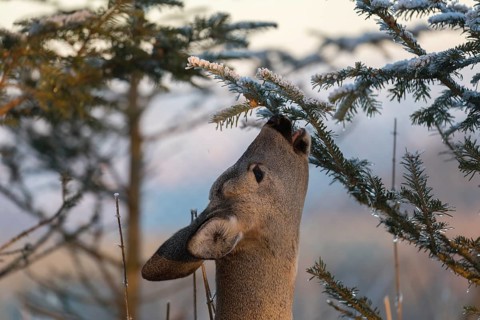 Roe deer between fir trees with hoar frost on the ground at minus 15 °C. Feeding on the needles