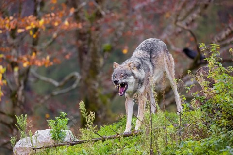 An adult male eurasian gray wolf (Canis lupus lupus) stretches himself on a green meadow on hilly