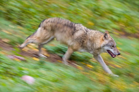 One eurasian gray wolf (Canis lupus lupus) running over a green meadow in an open forest. Motion