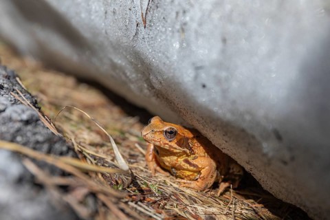 One common frog, Rana temporaria, hiding between snow and a road, heading to the mating pond