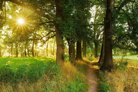 Narrow hiking trail through an avenue of oaks and ash trees in the morning light, sun shining