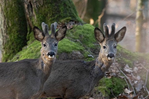 Roebuck (Capreolus capreolus), yearlings in the bast, Wittlich, Rhineland-Palatinate, Germany,