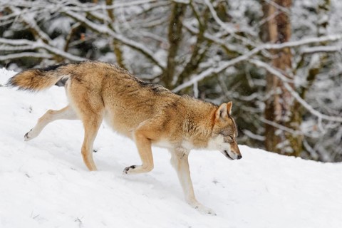 A young grey wolf (Canis lupus lupus) runs across the sloping, snow-covered meadow at the edge of a