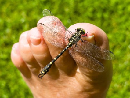 Onychogomphus forcipatus (Onychogomphus forcipatus) sitting on foot toe, Lake Neubeur, Bavaria,