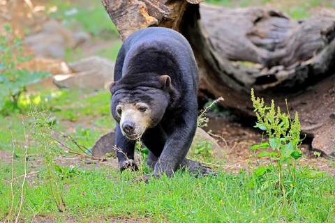 Malayan bear (Helarctos malayanus), adult, foraging, alert, Southeast Asia