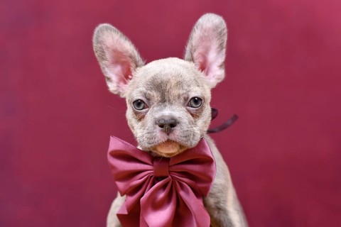Young Lilac Brindle French Bulldog dog puppy with burgundy ribbon in front of studio background