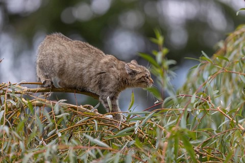 One young European wildcat, Felis silvestris silvestris, sitting in a green weeping willow tree.