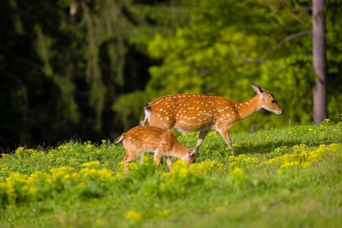 One female Manchurian sika deer or Dybowski's sika deer (Cervus nippon mantchuricus or Cervus