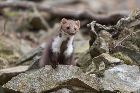 One beech marten running between the stones of a ruin of an ancient castle looking for food