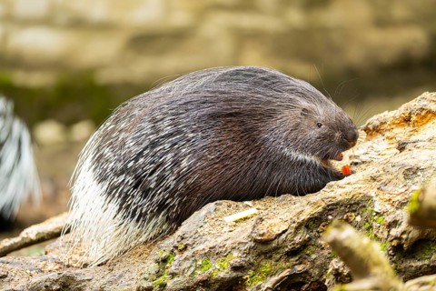 Old World porcupines (Hystrix cristata), Germany, Europe