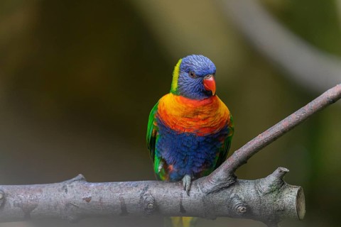 One Rainbow lorikeet (Trichoglossus moluccanus) sitting on a branch. Green vegetation in the