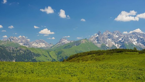 Alpine meadow, covered with White False Helleborne (Veratrum album), on the Fellhorn, 2038m, with