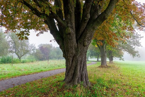 A large tree in a foggy park with colourful foliage along a curved path, chestnut tree, Waiblingen,