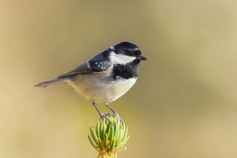 Fir tit (Periparus ater) sitting on a spruce top, wildlife, animals, birds, titmouse, Siegerland,