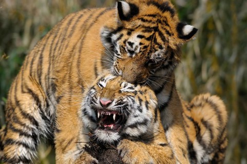Two playful tigers playfully tussling in the wild, Siberian tiger (Panthera tigris altaica),