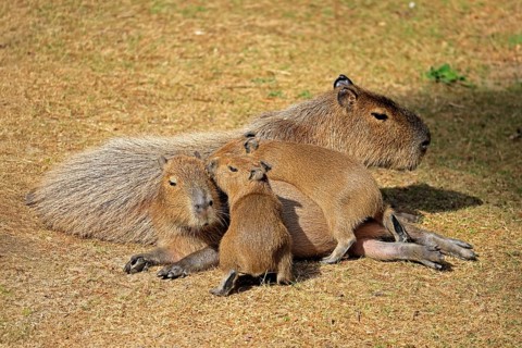 Capybara (Hydrochoerus hydrochaeris), capybara, adult, female, mother, young, on land, group,
