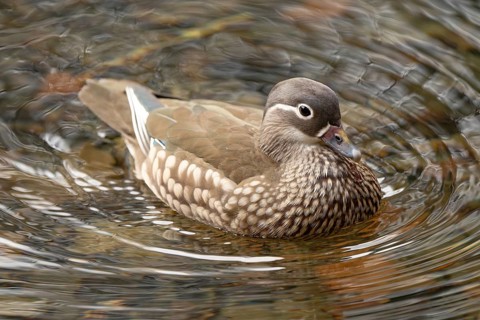 Mandarin duck (Aix galericulata), female, swimming, Hechtsee, Kufstein, Tyrol, Austria, Europe