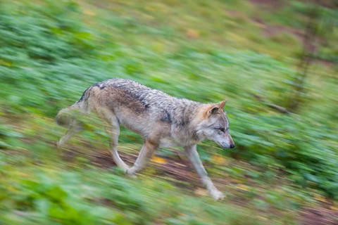 One eurasian gray wolf (Canis lupus lupus) running over a green meadow in an open forest. Motion