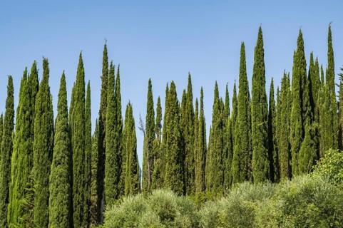 Cypress trees growing in the tuscan landscape, Chianti Region, Tuscany, Italy, Europe