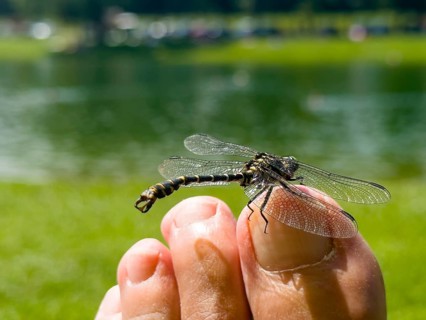 Onychogomphus forcipatus (Onychogomphus forcipatus) sitting on foot toe, Lake Neubeur, Bavaria,