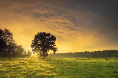 View over green meadows to a tree at the edge of a forest with an intense sunset, Neustadt am