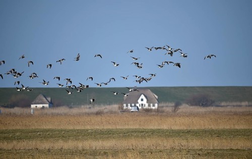White-fronted Geese, Barnacle Geese, (Branta leucopsis) flying near Westerhever,