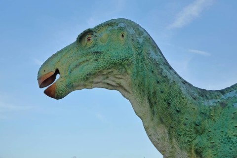 Head of the green Iguanodon dinosaur, realistic model, life-size replica, realistic, animal figure,