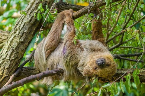 A Linnaeus's two-toed sloth (Choloepus didactylus) hangs down from a branch of a tree