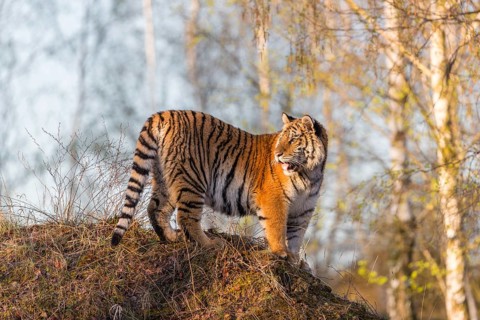 One young female Siberian Tiger, Panthera tigris altaica, posing on top of a small hill in a birch