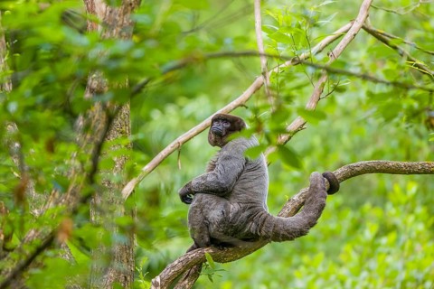 A common woolly monkey, brown woolly monkey, or Humboldt's woolly monkey (Lagothrix lagothricha)