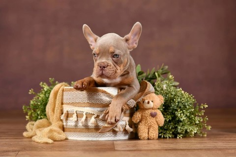 New Shade Isabella Tan French Bulldog dog puppy sitting in box with natural boho style decoration