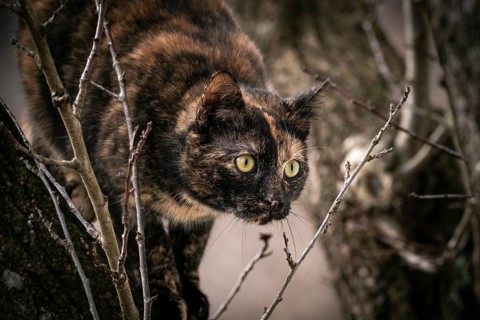 Tortoiseshell cat (Felis Catus) with alert gaze in a tree, Ternitz, Lower Austria, Austria, Europe