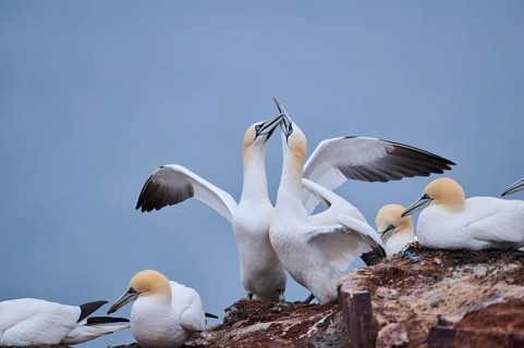 Northern gannet (Morus bassanus) couple greeting each other with their beaks, wildlife, Helgoland,