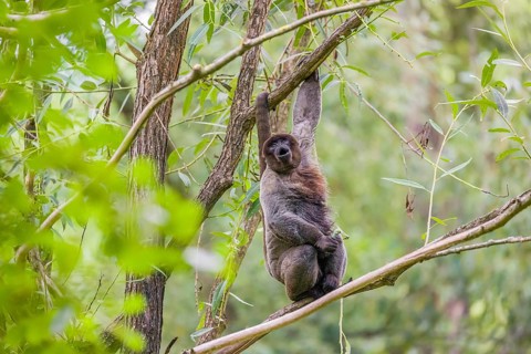A common woolly monkey, brown woolly monkey, or Humboldt's woolly monkey (Lagothrix lagothricha)