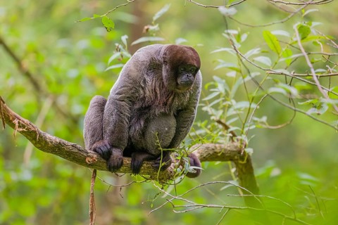 A common woolly monkey, brown woolly monkey, or Humboldt's woolly monkey (3) (Lagothrix