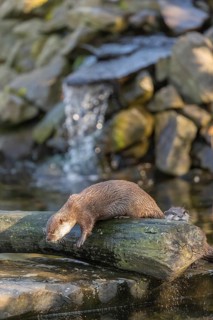 One oriental small-clawed otter or Asian small-clawed otter (Aonyx cinerea), in a creek in front of