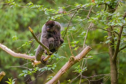 A common woolly monkey, brown woolly monkey, or Humboldt's woolly monkey (Lagothrix lagothricha)